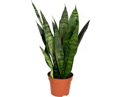 Bloomique - Sansevieria Black Coral - Langue de belle-mère - Plantes d’intérieur - Dépolluante - Très facile à entretenir - 20-30 cm de haut - Pot 12 cm