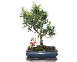 Bonsai Podocarpus - Podocarpus macrophyllus - 10 Jaar