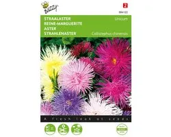 Zomeraster Unicum - Callistephus chinensis