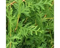 Thuja Orientalis 'Elegantissima' - Thuya de Chine' Elegantissima' 30-40 cm pot