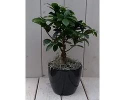 Bonsai Ficus microcarpa zwarte/antraciete pot 30 cm