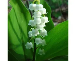 6 x Convallaria Majalis - Muguet godet 9cm x 9cm