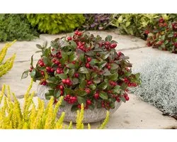 Gaultheria pr. Big Berry - Set van 10 - Bergthee - Pot P10.5cm