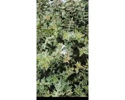 Abelia grand. 'Confetti'® ('conti'®) - Abelia 'Confetti' 25- 30 cm in pot