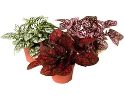JUNAVERA Hypoestes phyllostachya mix â€“ per stuk, 8 cm pot, 12 cm hoog
