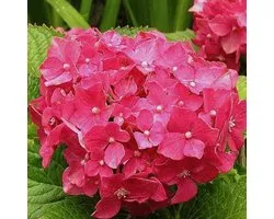 Hydrangea Macrophylla 'Deutschland' - Hortensia 25-30 cm in pot
