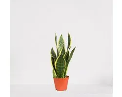 Sansevieria Superba – Langue de belle-mère – plante serpent facile d'entretien – 30-40 cm – Ø12 – en pot de pépinière – fraîchement sortie de la pépinière