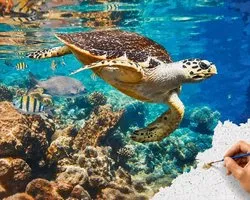 Sellaio® - Schilderen op Nummer Volwassenen - Schilderen op nummer dieren en schildpad - zee en vis - Natuur - 40x50 cm - Turtle - Paint by Number - Hobby Pakket - Met 3 kwasten - Zonder lijst - Verven op nummer
