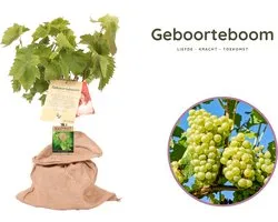 Geboorteboom - Kraamcadeau - druivenstruik - Vitis vinifera - hoogte 60-80 cm - 21 cm pot