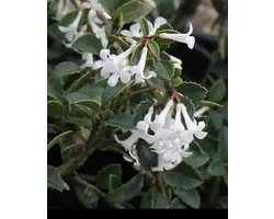 Osmanthus delavayi - Schijnhulst 30- 40 cm in pot