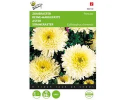 Buzzy Zaden - Zomeraster Princess Yellow (Callistephus chinensis)