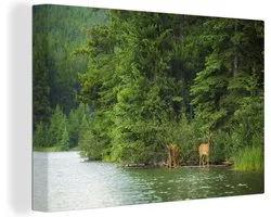 Canvas schilderij 60x40 cm - Wanddecoratie Elanden in het Nationaal park Banff in Noord-Amerika - Muurdecoratie woonkamer - Slaapkamer decoratie - Kamer accessoires - Schilderijen op canvas