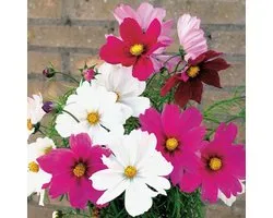 Cosmea zaden - Sensation gemengd