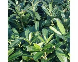 Laurierkers - Prunus laurocerasus 'Caucasica' 40-60 cm
