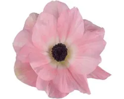 Anemone Mistral Rosa Chiaro | 10 stuks | Anemoon