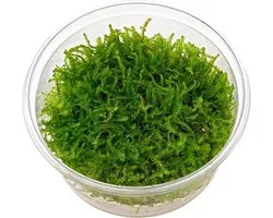 Christmas Moss - 3 stuks - Cup 80 cc - Aquarium mos - Aquariumplant - Moerings