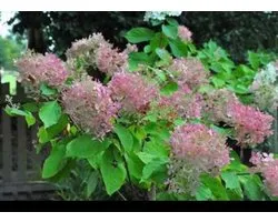 bacs à hortensias. 'Phantom' - Hortensia paniculé 60-80 cm en pot