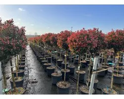 Sunny Tree - Photinia Fraseri Chico sur tige – 150 cm – 25L – Glansmispel rustique