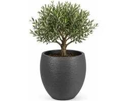 EDA – 13736GANTPX16 – Plantpot – Graphit – Dubbelwandig – 46 L