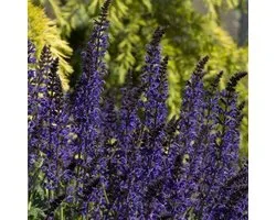 6x Salvia nemorosa 'Mainacht' - Sauge - Pot 9x9 cm