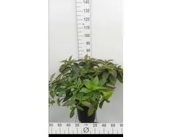 Hydrangea serr. 'Bluebird' - Berghortensia 40- 60 cm in pot