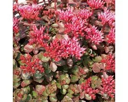 6 x Sedum Spurium 'Fuldaglut' - Vetkruid pot 9x9cm