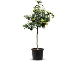 Tropictrees - Mandarijnboom - Citrus Reticulata - Mandarijn - Eetbaar - Citrusboom - Hoogte ca. 150cm