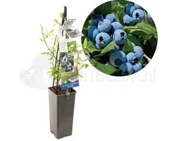 Blauwe bes - Vaccinium corymbosum Bluecrop