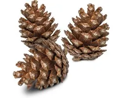 Back Zoo Nature Forest Pine Cones - Natuurlijk Speelgoed - 6 stuks