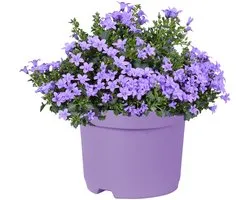 JUNAVERA Campanula portenschlagiana 'Ambella Lavender' | klokjesbloem bodembedekker voor tuin en balkon | P12 | 20 cm