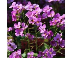 6x Rijstebrij - Arabis caucasica ‘Compinkie’ - Pot 9x9cm