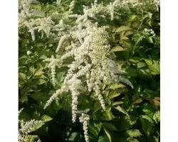 6x Astilbe - Astilbe (T) ‘Straussenfeder’ - Pot 9x9cm