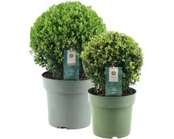 Les plantes de Frank | véritable plante de houx en forme sphérique | 1x bulbe d'Ilex crenata 'Jenny' 20 cm Ø & 1x bulbe 25 cm Ø | set de 2 pièces | 20-25 cm de diamètre | remplacement du buis | Chêne vert | plantes de jardin | plantes