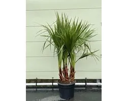 Tropictrees - Palmboom - Washingtonia Robusta - 160 cm Hoog - Mexicaanse Waaierpalm - Sierpalm - Terras - Tuin - Mediterrane Plant - Buitenplant - Exotische Palm