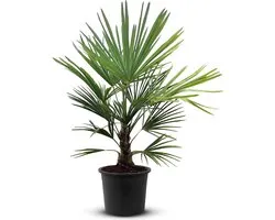 Tropictrees - Palmboom - Trachycarpus Fortunei - Plant - Winterhard - Pot ⌀ 32cm - Hoogte ca. 120cm