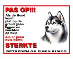 Siberian Husky 12