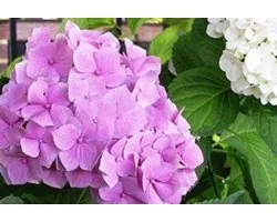Hydrangea macrophylla 'Freudenstein' - Boerenhortensia, Bolhortensia 25 - 30 cm in pot