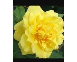 Klimroos 'Rosa Golden Gate' in 4 liter pot