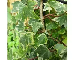Hedera Colchica 'Dentata Variegata' - Klimop - 50-60 cm pot: Grootbladige klimop met groen-wit bonte bladeren.