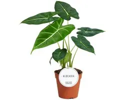 Alocasia Frydek - Hoogte 30cm - Pot 12cm