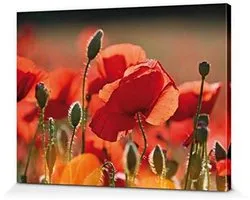 1art1 Grote Klaproos Poster Kunstdruk Op Canvas Red Poppies, Flowers And Buds Muurschildering Print XXL Op Brancard | Afbeelding Affiche 80x60 cm