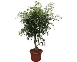 Ficus Benjamina Exotica vertakt - 190 cm - ø50