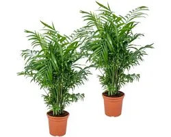 Bloomique - Set van 2 - Chamaedorea Elegans - Mexicaanse Dwergpalm - Kamerplanten - Luchtzuiverend - Diervriendelijk - Gemakkelijk in onderhoud - Hoogte 50-60 cm - Pot 17 cm