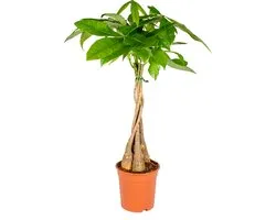 Bloomique - Pachira Aquatica - Arbre à monnaie - Cacaoyer d’eau - Plantes d’intérieur - Dépolluante - Entretien facile - Hauteur 60-70 cm - Pot 17 cm