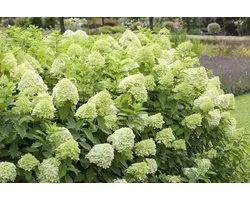 Hydrangea pan. Limelight - Set van 4 - Pluimhortensia - Pot 3 Liter - Lime Witte Bloem