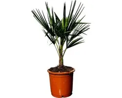 Tropictrees - Palmboom - Trachycarpus Fortunei - Plant - Winterhard - Pot ⌀ 30cm - Hoogte ca. 100cm