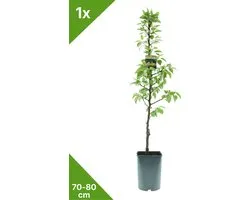 GARDENZO - 1x Zuil Peer- Pyrus communis 'Condo' - 70/80 cm in 4 ltr. pot