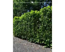 Laurier Prunus Novita 180-200 cm, 10x Haagplant