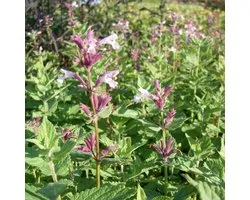 6x Cataire - Nepeta grand. 'Dawn To Dusk' - Pot 9x9cm