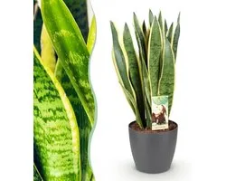 Sansevieria Laurentii - Female tongue - Low maintenance - Green - with Potter Gray - 70-80 cm - Ø21cm - Indoor plant - Package - Plant with pot